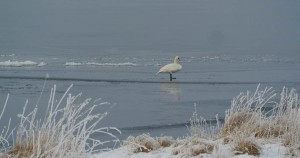 Schwäne haben es im Winter auf dem Kubitzer Bodden manchmal nicht leicht. Wenn sie bei zugefrorenem Wasser nicht mehr gründeln können, weichen sie auf die umliegenden Wiesen und Felder aus, wo sie sich vom Grün ernähren. Beim Hin- und Rückflug geraten schon mal in die Freileitung. Das endet tödlich.