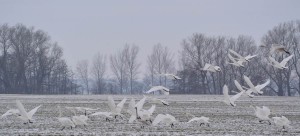 Schwierig wird's für Schwäne an kalten Tagen, wenn sie beim Gründeln im Flachwasser des Kubitzer Boddens nicht mehr nicht mehr genug Nahrung finden. Dann fliegen sie auf die Wiesen und Felder der Umgebung.