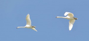 An die tausend Schwäne verbringen den Winter über auf dem Kubitzer Bodden eine gute Zeit – bis hinein ins späte Frühjahr. Bei den meisten handelt es sich um Höckerschwäne, aber auch die selteneren Singschwäne sind darunter. 